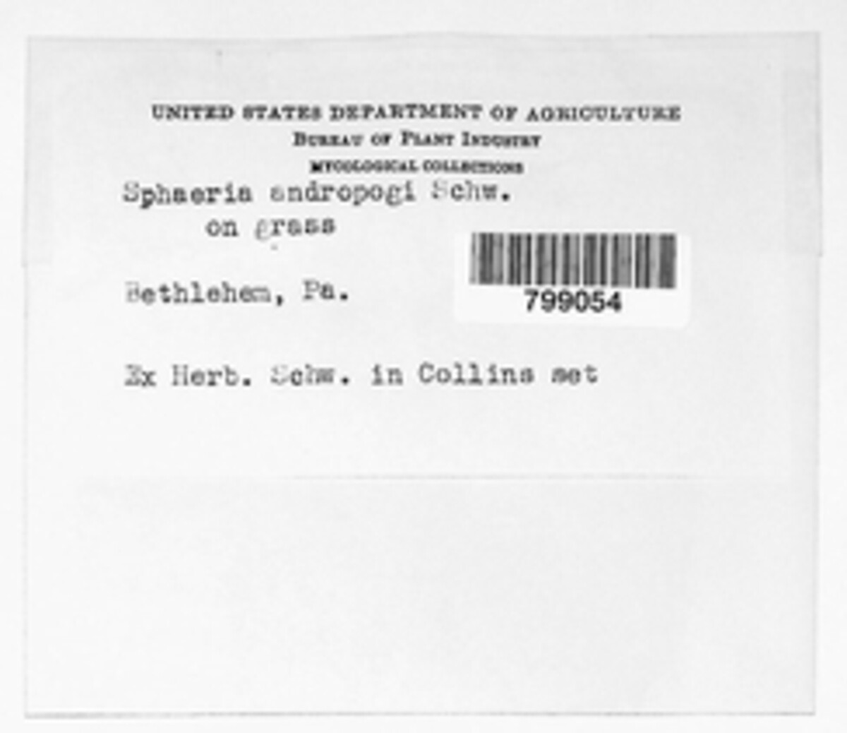 Phyllachora americana image